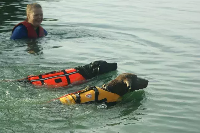 Dogs Swimming in the lake at Action Watersports